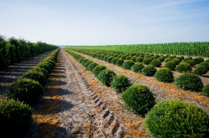 buxus taxus kugel varia vert (1)