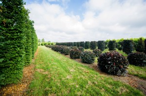 buxus taxus kugel varia vert (10)