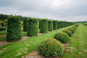 buxus taxus kugel varia vert (11)