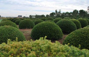 buxus taxus kugel varia vert (12)