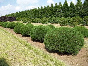 buxus taxus kugel varia vert (13)