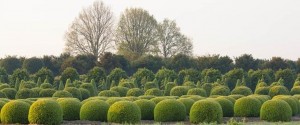 buxus taxus kugel varia vert (14)