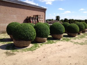 buxus taxus kugel varia vert (15)