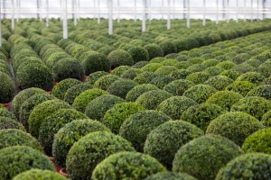 buxus taxus kugel varia vert (17)