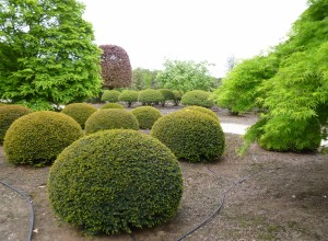 buxus taxus kugel varia vert (18)