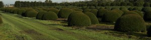 buxus taxus kugel varia vert (19)