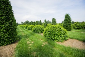 buxus taxus kugel varia vert (2)