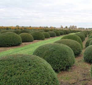 buxus taxus kugel varia vert (20)