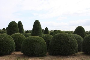 buxus taxus kugel varia vert (21)