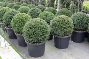 buxus taxus kugel varia vert (22)