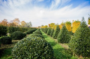 buxus taxus kugel varia vert (3)