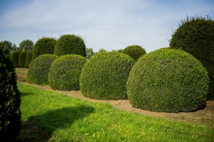 buxus taxus kugel varia vert (4)