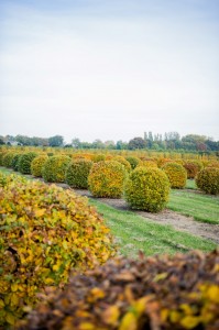 buxus taxus kugel varia vert (5)