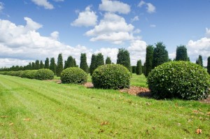 buxus taxus kugel varia vert (6)