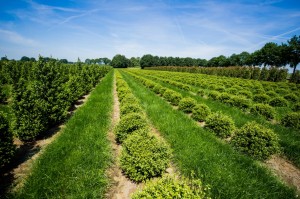 buxus taxus kugel varia vert (7)