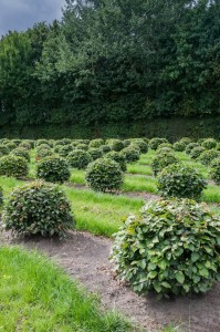 buxus taxus kugel varia vert (8)