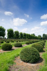 buxus taxus kugel varia vert (9)