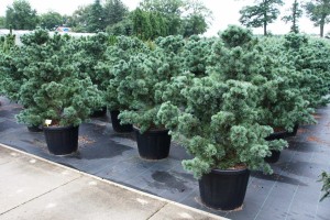 Pinus Varia Vert (18)