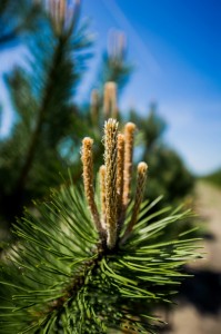 Pinus Varia Vert (4)