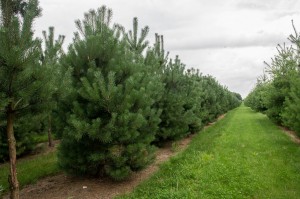 Pinus Varia Vert (6)