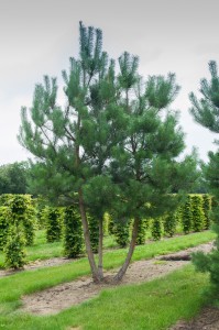 Pinus Varia Vert (7)