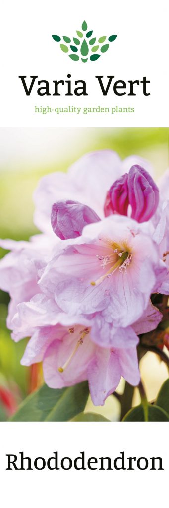 Rhododendron