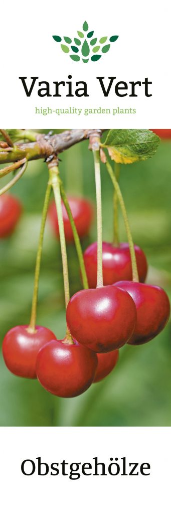 Obstgehölze