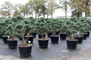 Pinus Varia Vert (1)