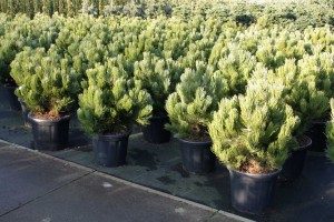 Pinus Varia Vert (15)