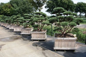Pinus Varia Vert (2)